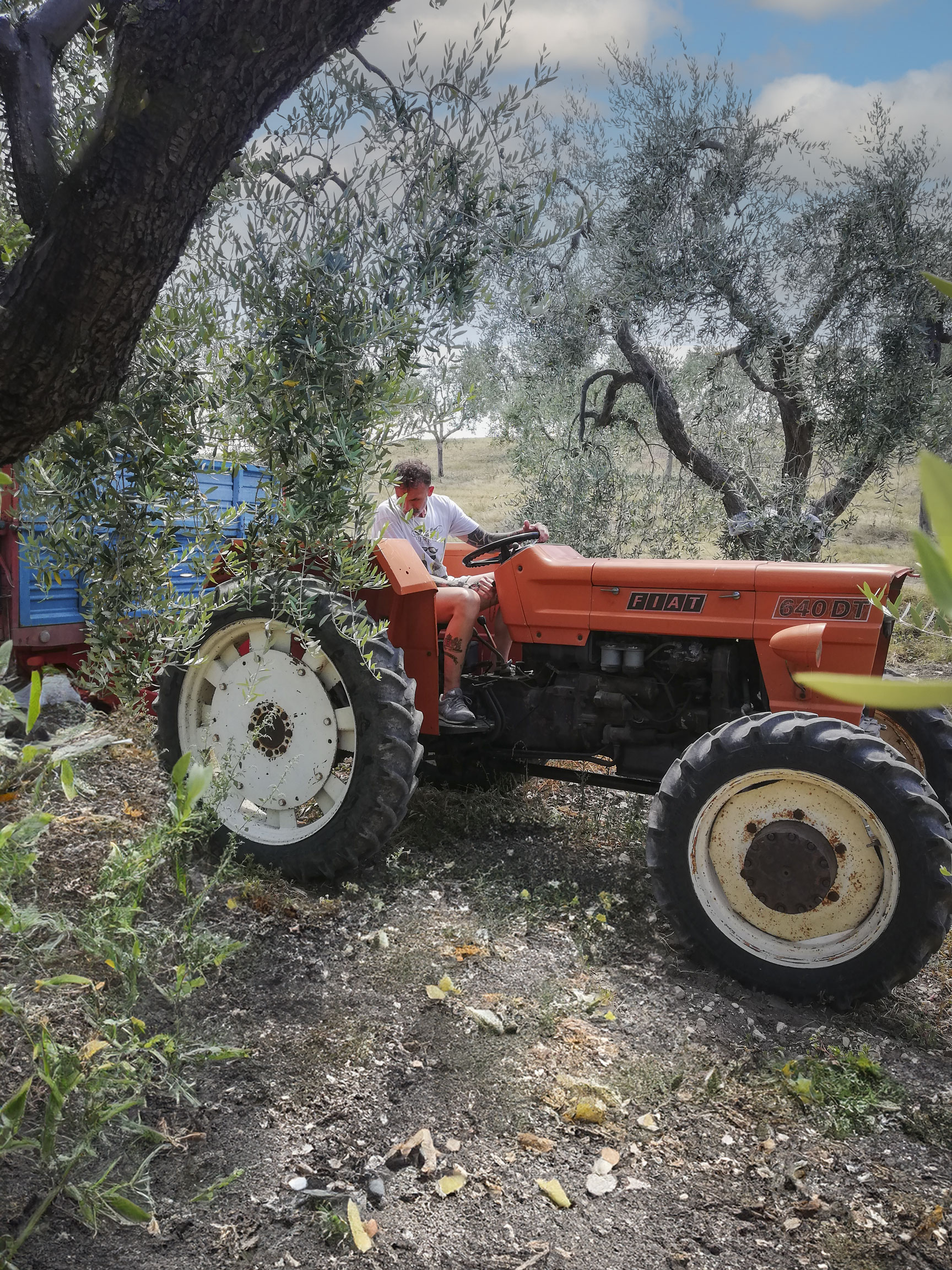 Un uomo guida un trattore arancione attraverso un uliveto.