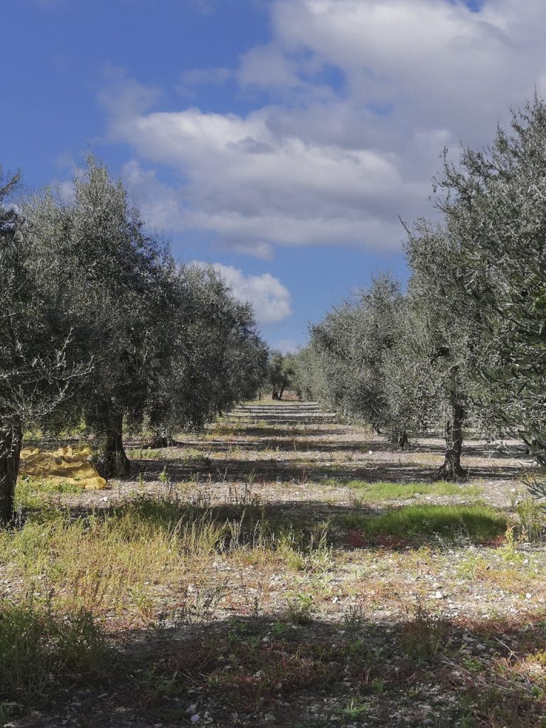 Ulivi agridue territorio azienda Foggia: paesaggio rurale con ulivi secolari, simbolo della tradizione agricola della zona.